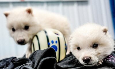 Is the once-extinct dire wolf back? | Explained