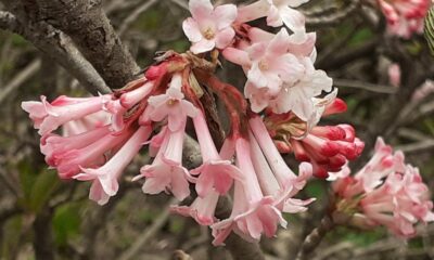 Kashmir’s lesser-known spring blooms