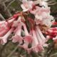 Kashmir’s lesser-known spring blooms