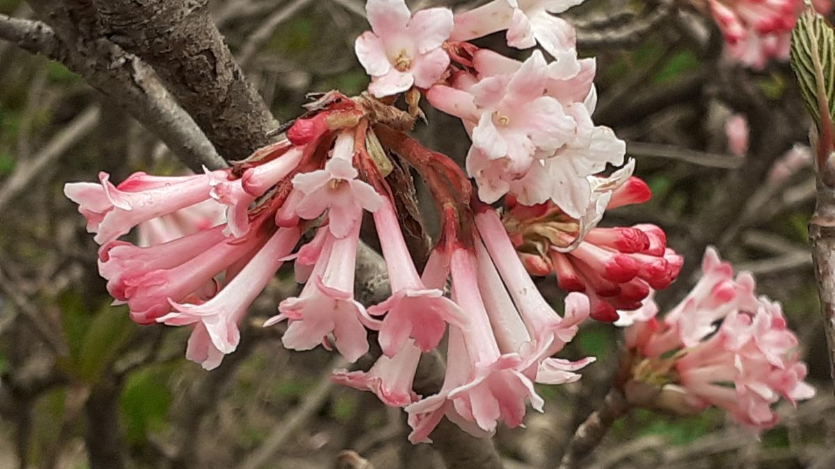 Kashmir’s lesser-known spring blooms