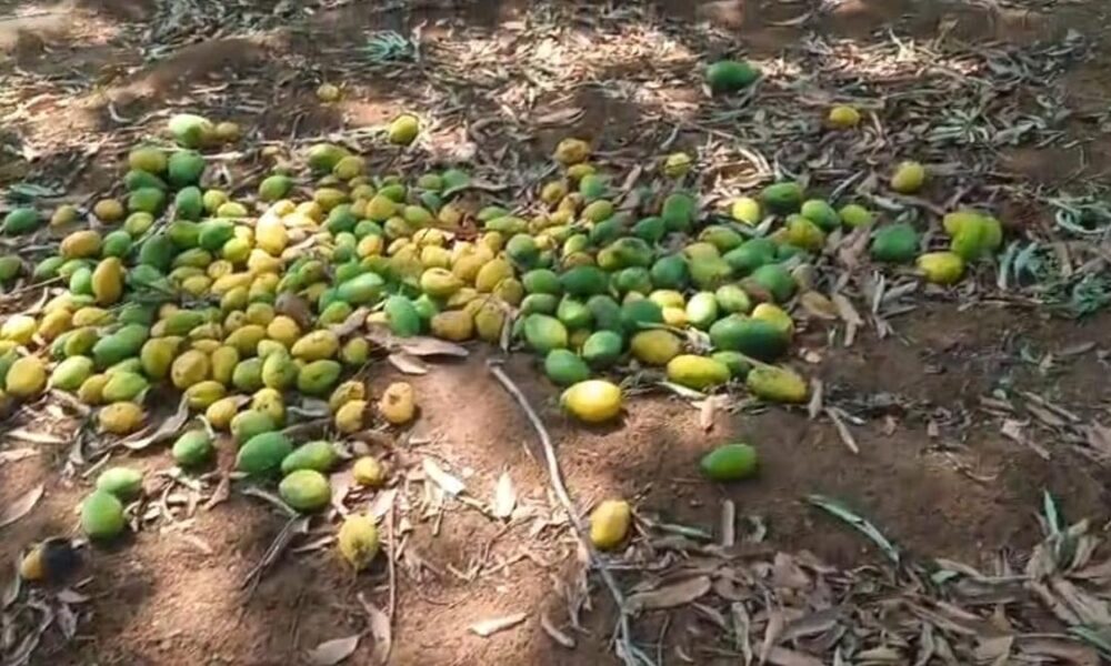 Mango crop in Yadgir hit by unseasonal rains, gusty winds, hailstorms