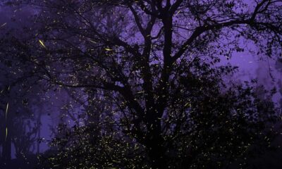Narrated by Khatija Rahman, ‘Stardust’ shines light on vanishing fireflies