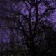 Narrated by Khatija Rahman, ‘Stardust’ shines light on vanishing fireflies