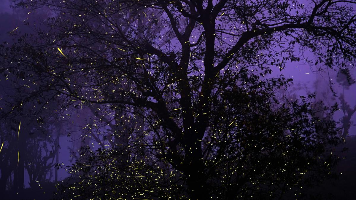 Narrated by Khatija Rahman, ‘Stardust’ shines light on vanishing fireflies