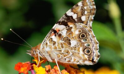 Painted lady butterflies don’t migrate like birds — ask their genes