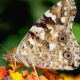 Painted lady butterflies don’t migrate like birds — ask their genes
