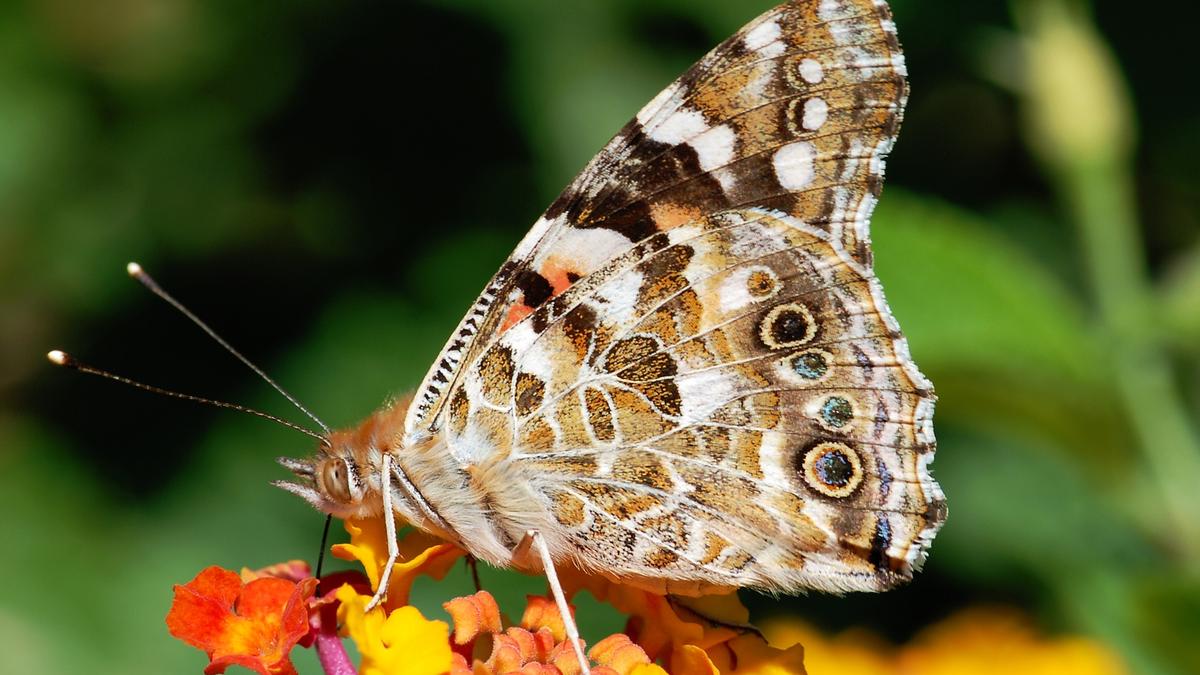 Painted lady butterflies don’t migrate like birds — ask their genes
