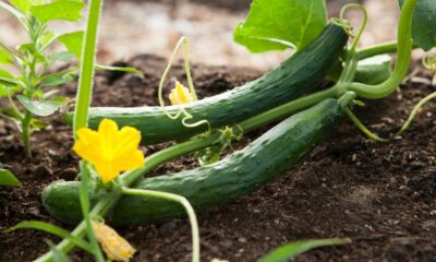 RNA-based antiviral offers strong defence against deadly agri virus