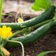 RNA-based antiviral offers strong defence against deadly agri virus