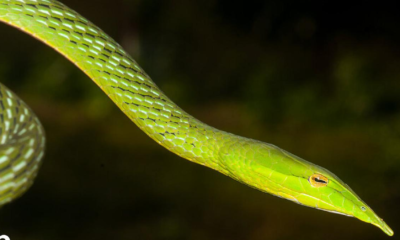 Rare long-snouted vine snake rediscovered in Dudhwa Tiger Reserve