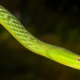 Rare long-snouted vine snake rediscovered in Dudhwa Tiger Reserve
