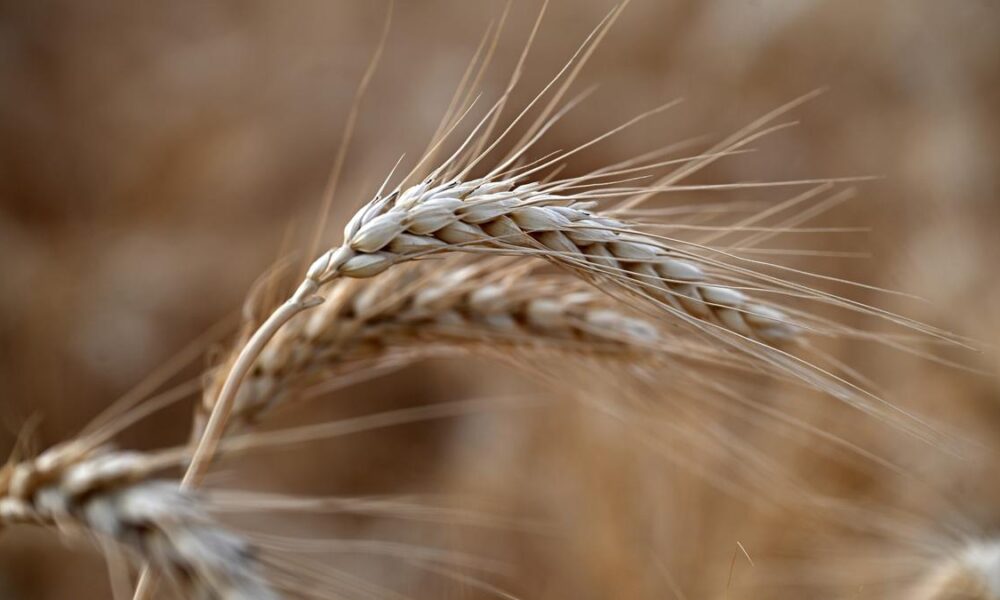 Role played by coenzymes in human food