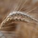 Role played by coenzymes in human food