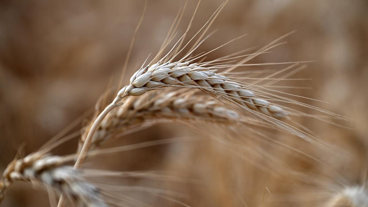 Role played by coenzymes in human food