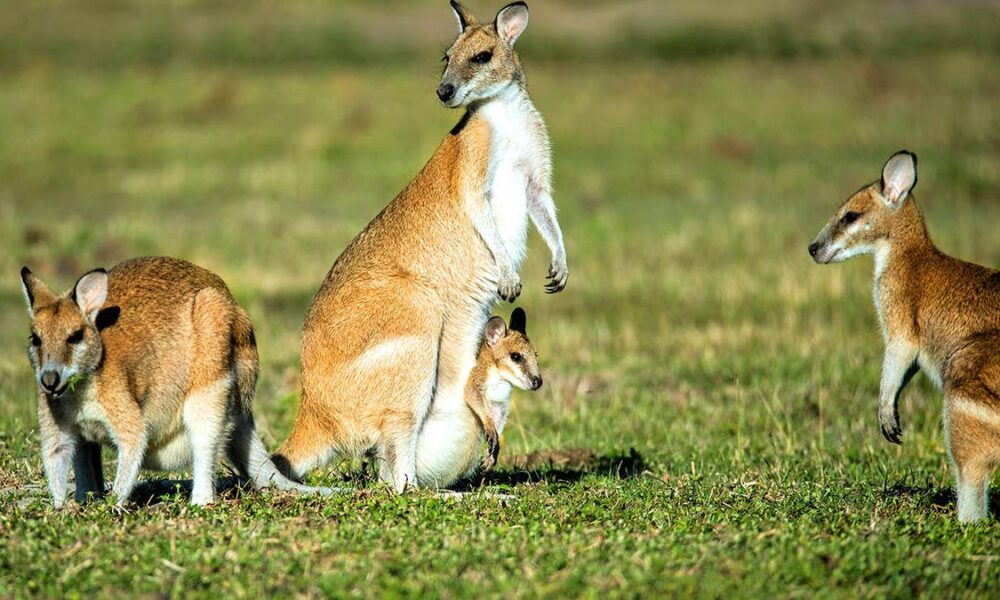 Sci-Five | The Hindu Science Quiz: On Marsupials