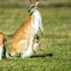 Sci-Five | The Hindu Science Quiz: On Marsupials
