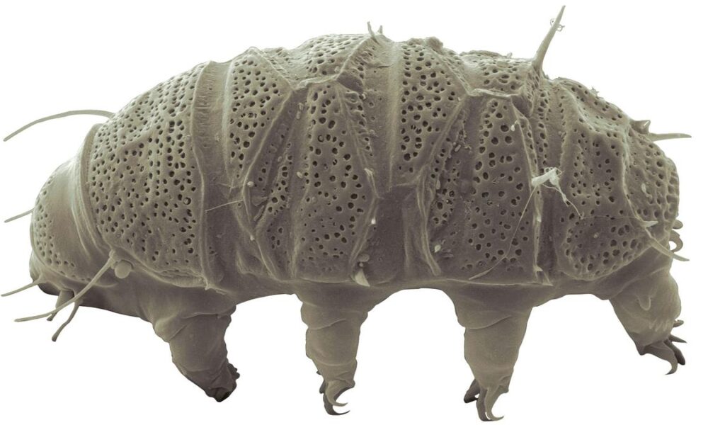 Science Quiz | The world’s oldest lifeforms