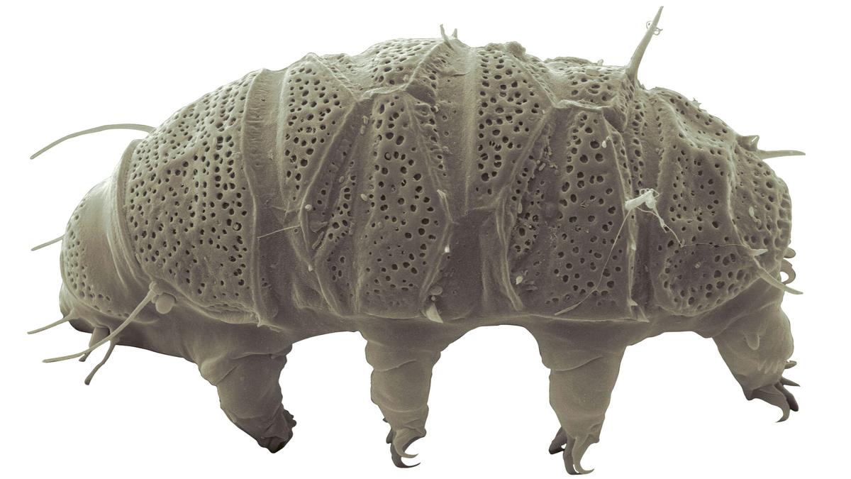 Science Quiz | The world’s oldest lifeforms