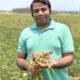 Scientists unlock genetic key to higher peanut yield