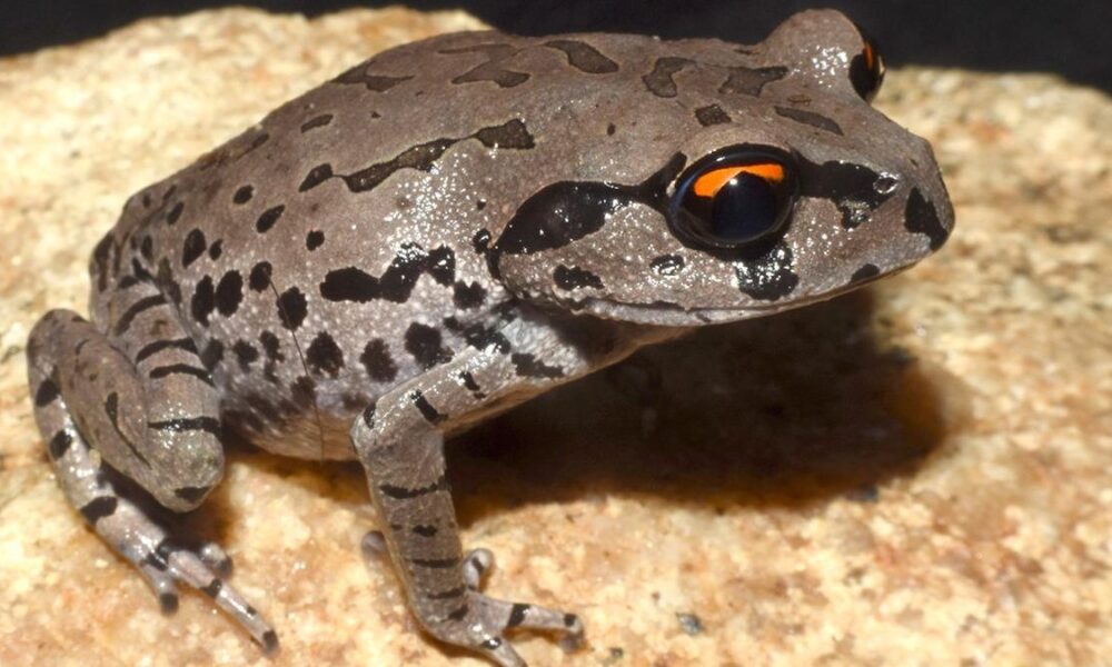 Studied over 21 years, new frog species ‘Leptobrachium aryatium’ named after Assam college
