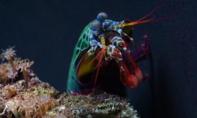 Underwater heavyweight mantis shrimp also packs a natural energy shield