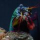Underwater heavyweight mantis shrimp also packs a natural energy shield