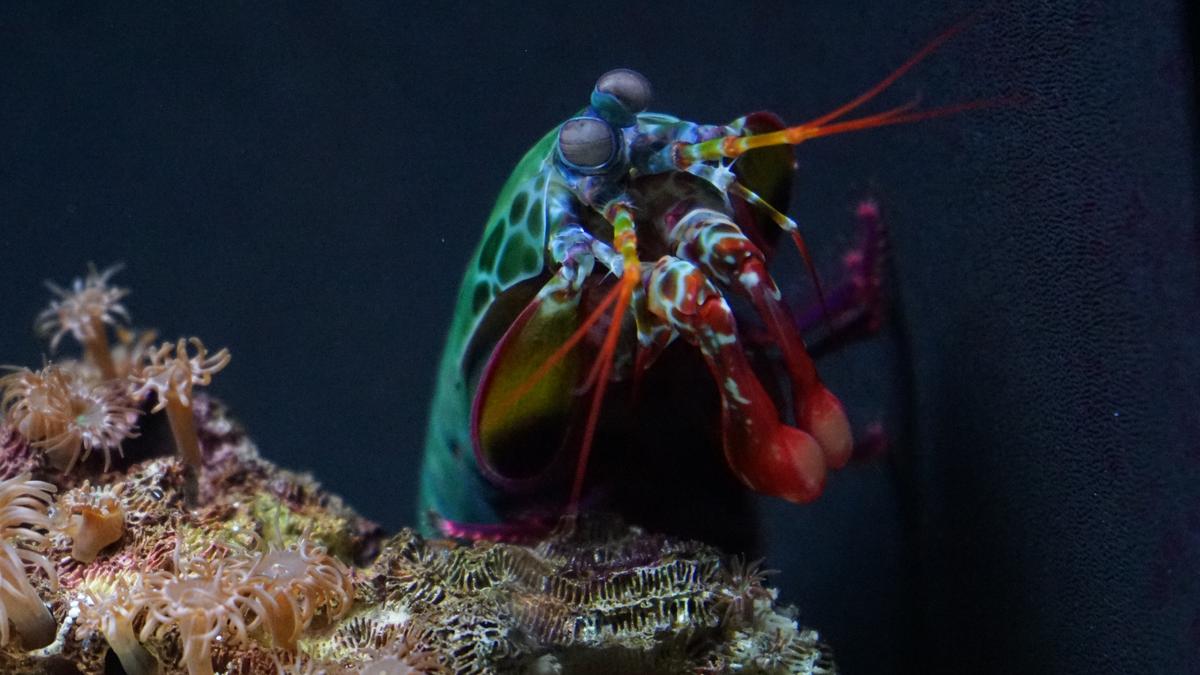 Underwater heavyweight mantis shrimp also packs a natural energy shield