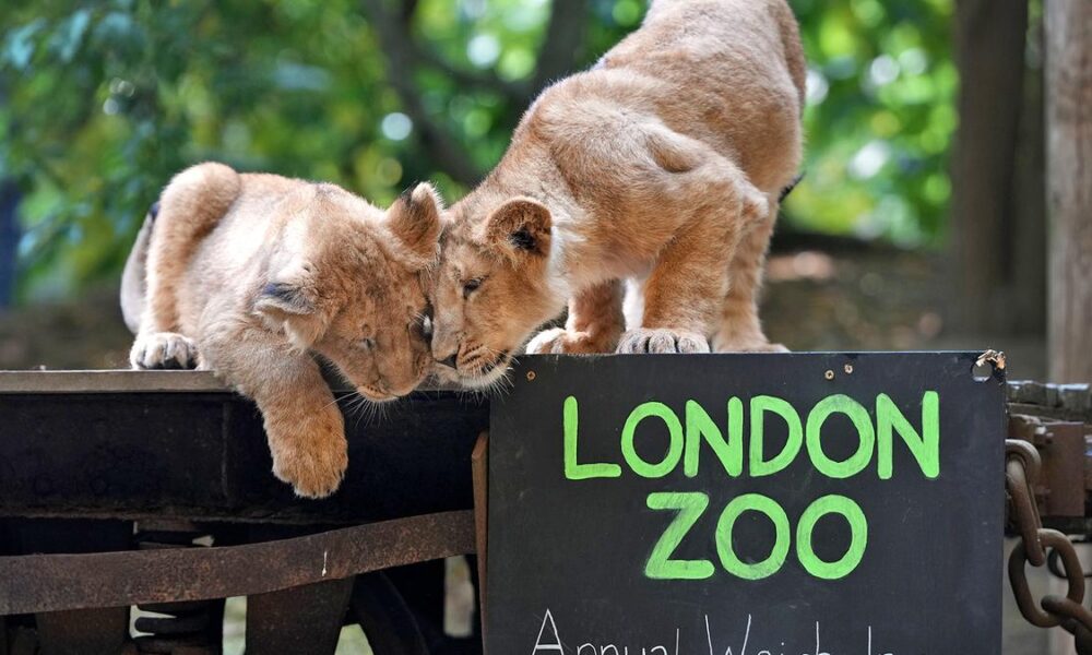 Welcome to the London Zoo...