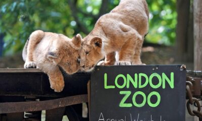 Welcome to the London Zoo...
