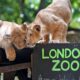 Welcome to the London Zoo...