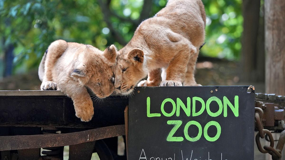 Welcome to the London Zoo...