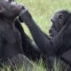 West Africa chimps are losing their culture, in another human legacy