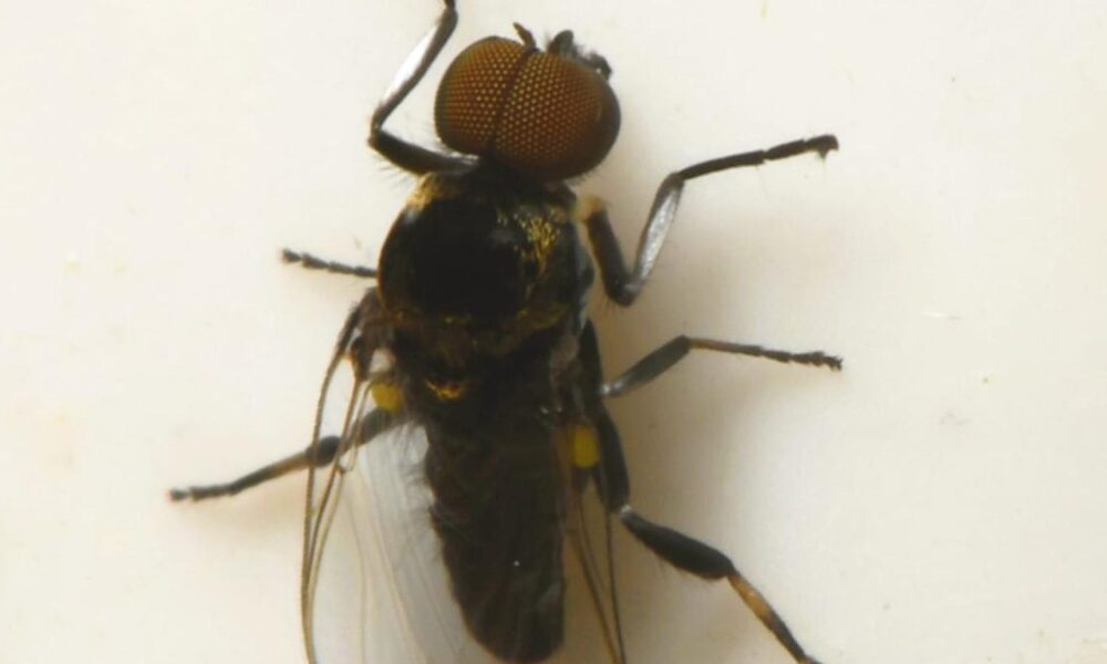 ZSI study on blackflies offers hope for river blindness control