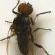 ZSI study on blackflies offers hope for river blindness control