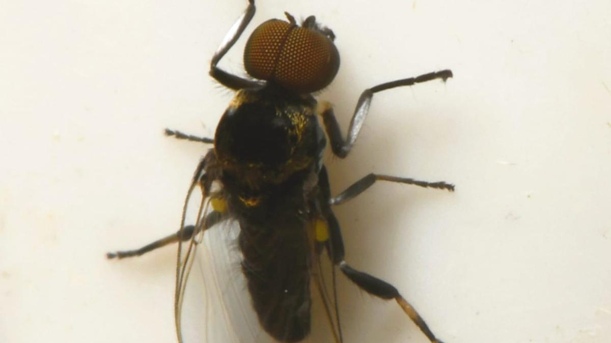 ZSI study on blackflies offers hope for river blindness control