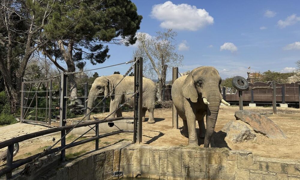 Zoo in Spain helps elderly elephants age gracefully
