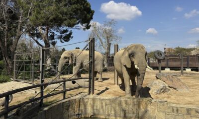 Zoo in Spain helps elderly elephants age gracefully