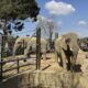 Zoo in Spain helps elderly elephants age gracefully