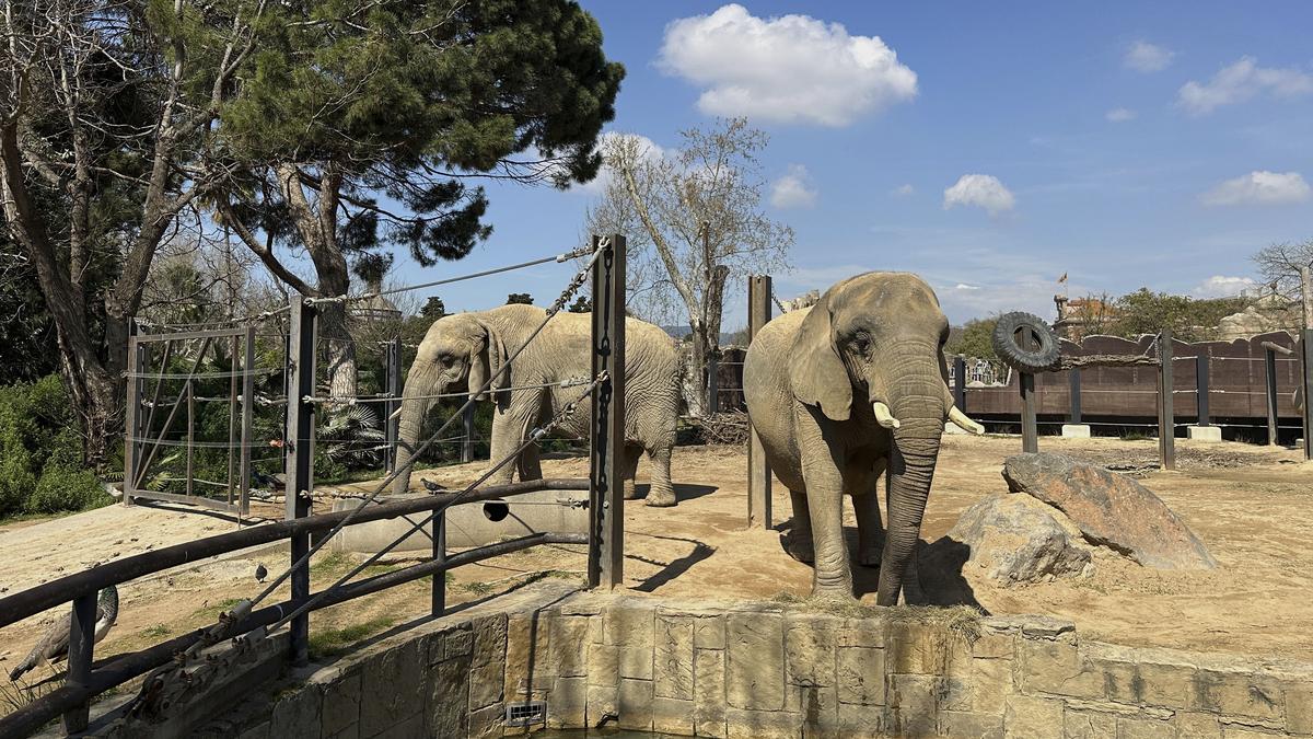 Zoo in Spain helps elderly elephants age gracefully