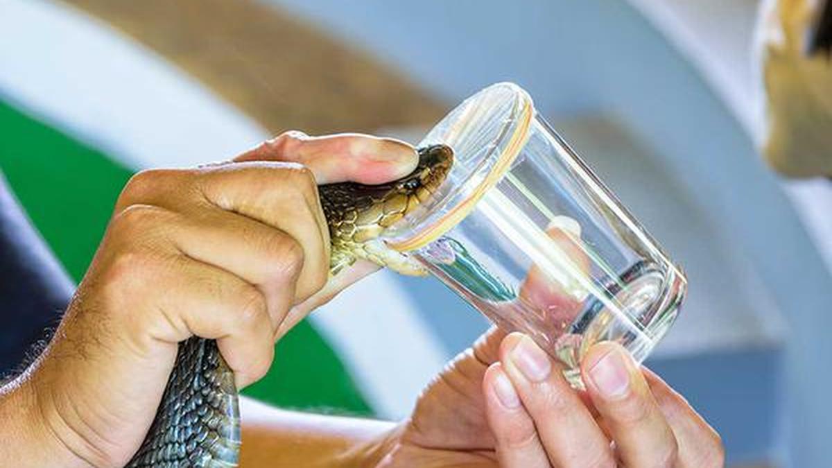 Blood of man bitten by hundreds of snakes leads to strong anti-venom