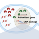 Blue light increases mutations in yeast DNA: IISER study