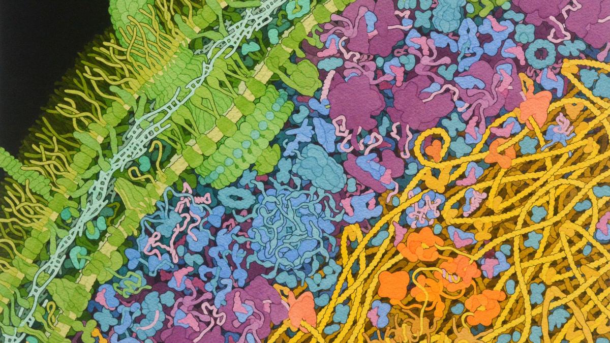 Climate change is disrupting the human gut in a new path to illness