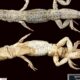 Confusion over Persian lizard removed after 150 years