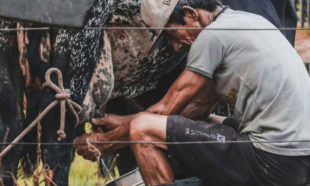 East Asians began evolving to drink milk before they reared cattle