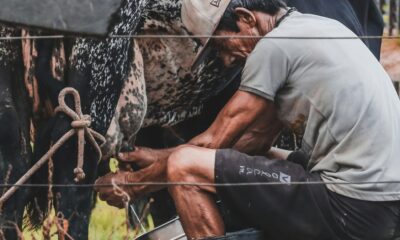 East Asians began evolving to drink milk before they reared cattle