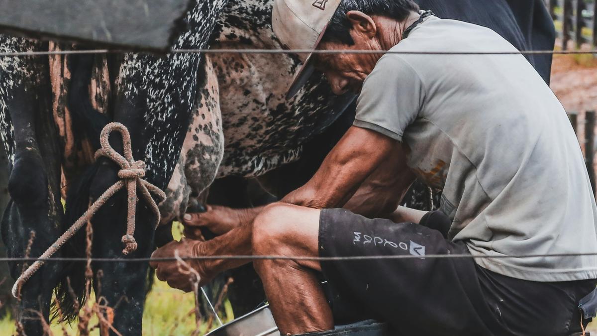 East Asians began evolving to drink milk before they reared cattle