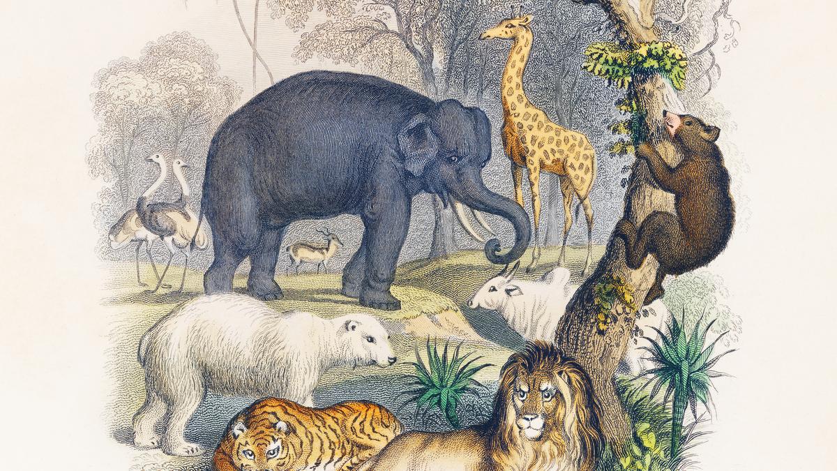 How are species named?