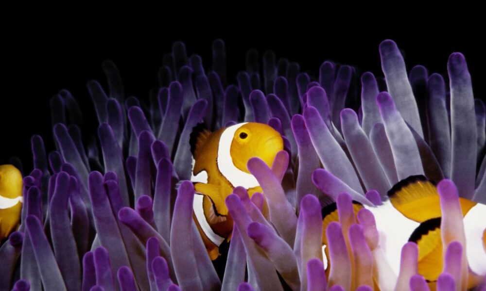 In a marine heatwave, clownfish get small to get by