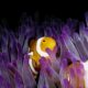 In a marine heatwave, clownfish get small to get by
