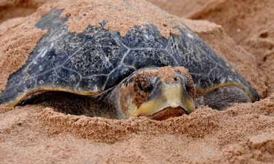 Kurma mela: The science of the mass nesting of Olive Ridley turtles 